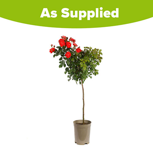 Patio Standard Red Rose Patio Standard Red Rose