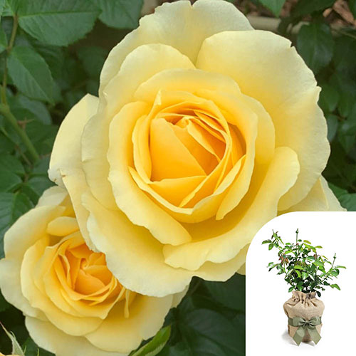Gift Wrapped Rose Golden 50th Wedding Anniversary �