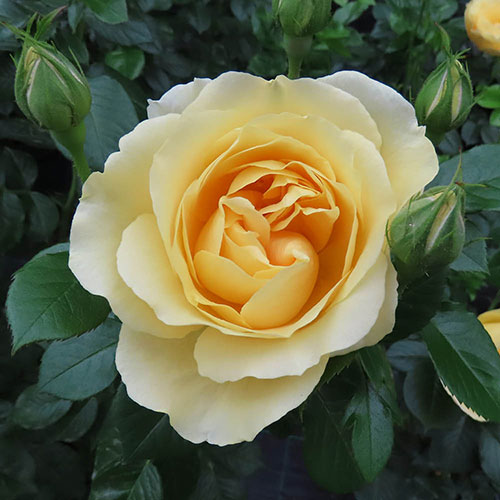 Gift Wrapped Rose Golden 50th Wedding Anniversary ® Gift Wrapped Rose Golden 50th Wedding Anniversary ®