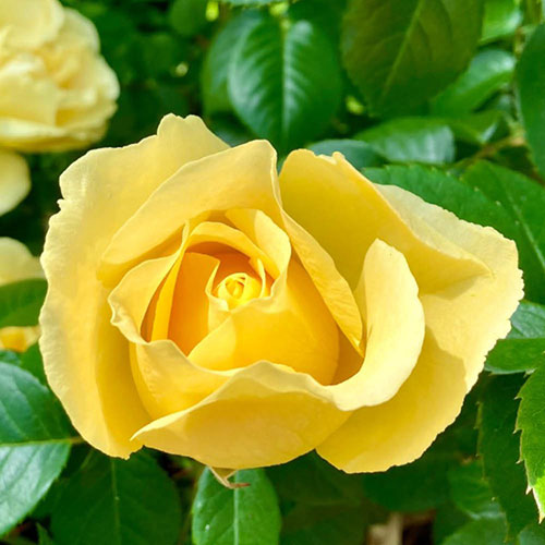 Gift Wrapped Rose Golden 50th Wedding Anniversary ® Gift Wrapped Rose Golden 50th Wedding Anniversary ®