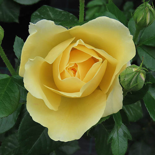 Gift Wrapped Rose Golden 50th Wedding Anniversary ® Gift Wrapped Rose Golden 50th Wedding Anniversary ®
