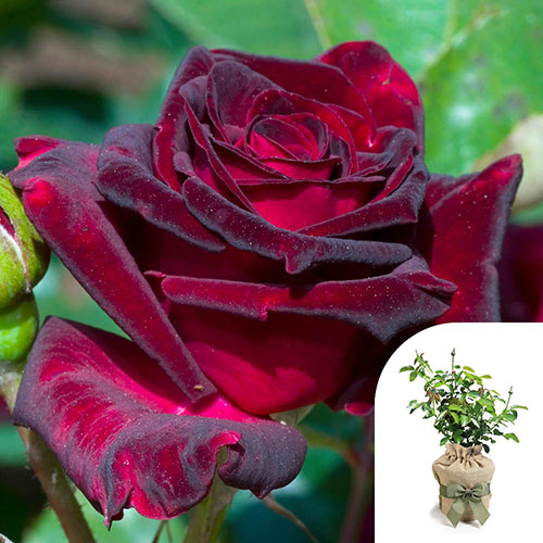 Gift Wrapped Rose Black Baccara