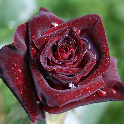Gift Wrapped Rose Black Baccara Gift Wrapped Rose Black Baccara