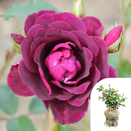 Gift Wrapped Rose Burgundy Ice