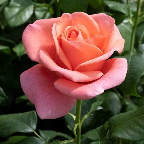 Gift Wrapped Catherines Rose ® Gift Wrapped Catherines Rose ®