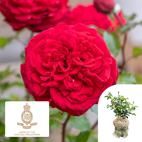 Gift Wrapped Harkness Rose Chelsea Pensioner �