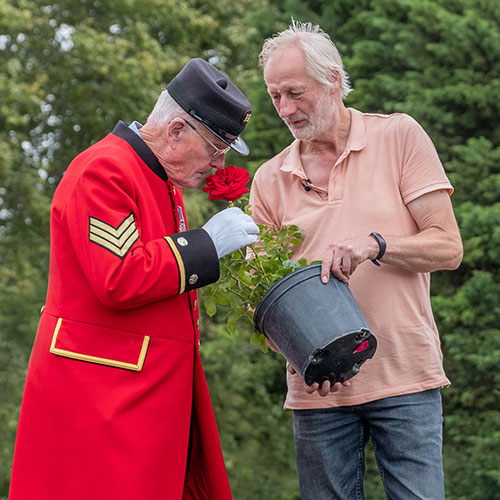 Gift Wrapped Harkness Rose Chelsea Pensioner ® Gift Wrapped Harkness Rose Chelsea Pensioner ®