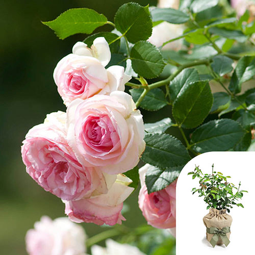 Gift Wrapped Rose Eden