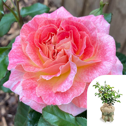 Gift Wrapped Harkness Rose Designer Sunset