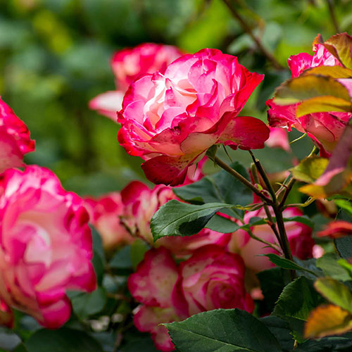 Gift Wrapped Harkness Rose Double Delight Gift Wrapped Harkness Rose Double Delight