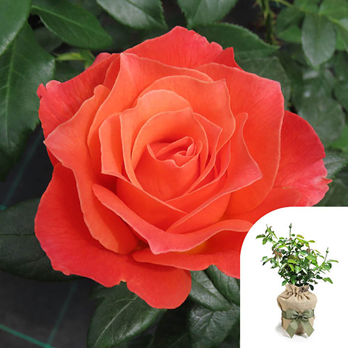 Gift Wrapped Harkness Rose To Absent Friends