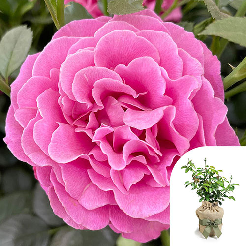 Gift Wrapped Harkness Gemmas Rose ® Gift Wrapped Harkness Gemmas Rose ®