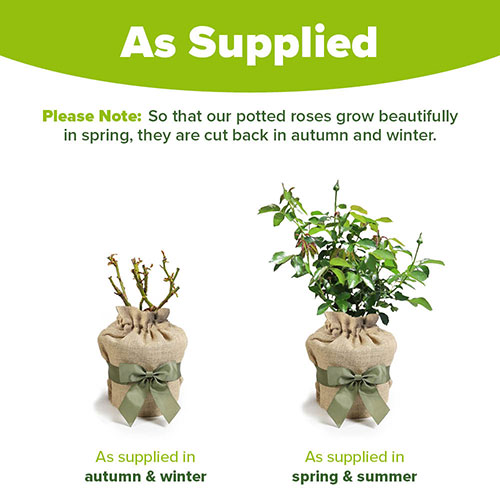 Gift Wrapped Harkness Rose Dame Deborah James Gift Wrapped Harkness Rose Dame Deborah James