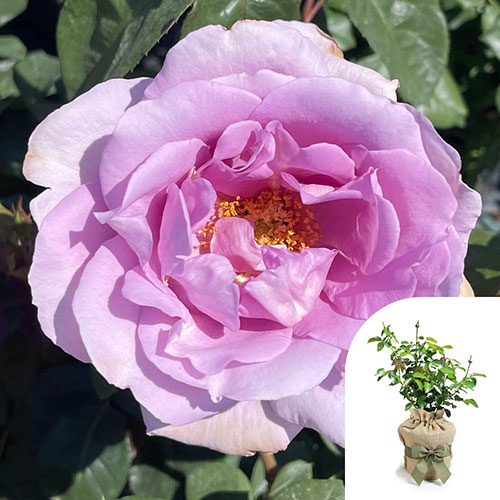 Gift Wrapped Rose Blue Moon