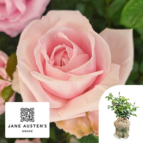 Gift Wrapped Harkness Rose Jane Austens Emma �