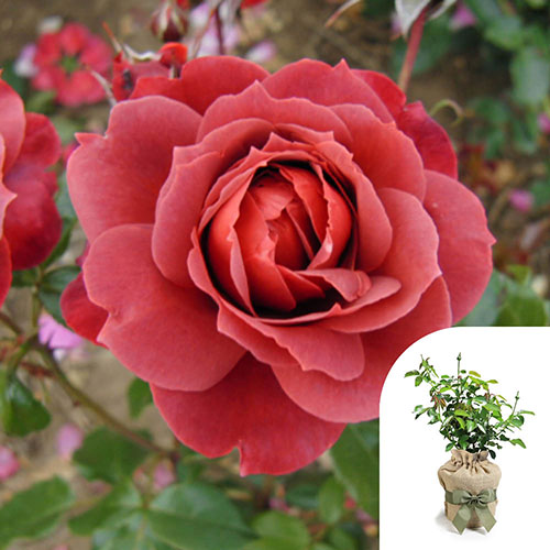 Gift Wrapped Rose Hot Chocolate Gift Wrapped Rose Hot Chocolate