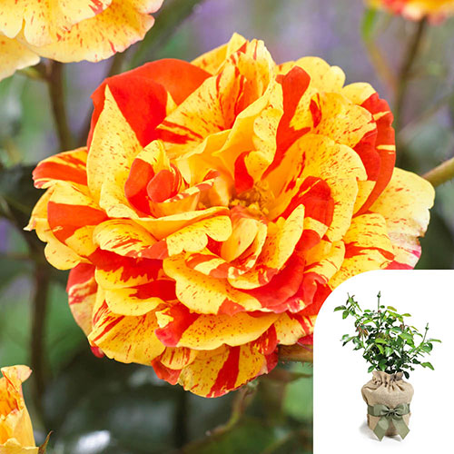 Gift Wrapped Rose Oranges and Lemons Papagena Gift Wrapped Rose Oranges and Lemons Papagena