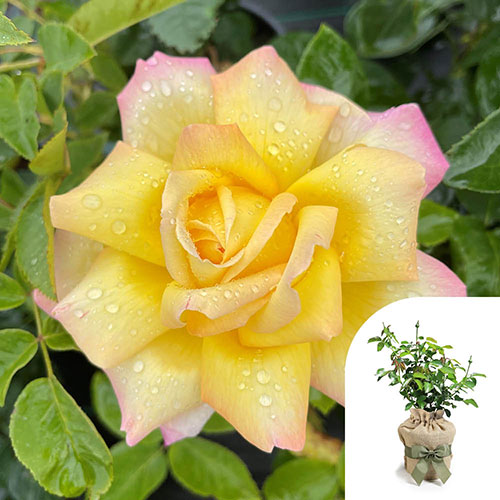 Gift Wrapped Rose Peace Gift Wrapped Rose Peace
