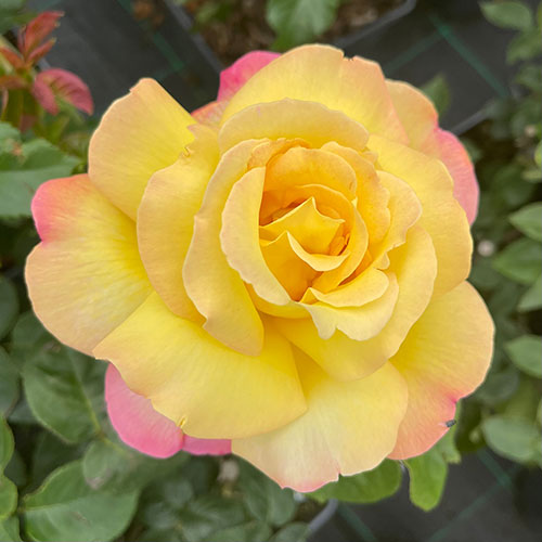 Gift Wrapped Rose Peace Gift Wrapped Rose Peace