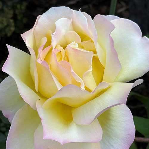 Gift Wrapped Rose Peace Gift Wrapped Rose Peace