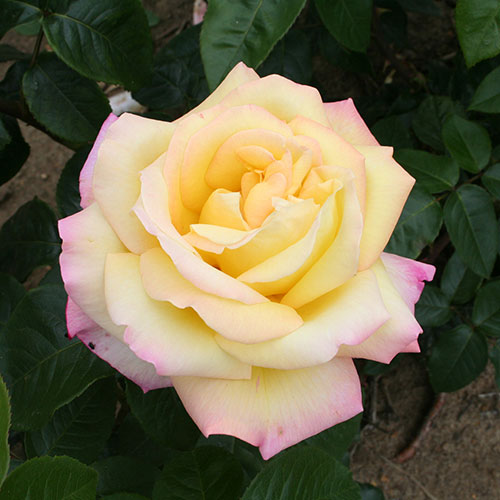 Gift Wrapped Rose Peace Gift Wrapped Rose Peace