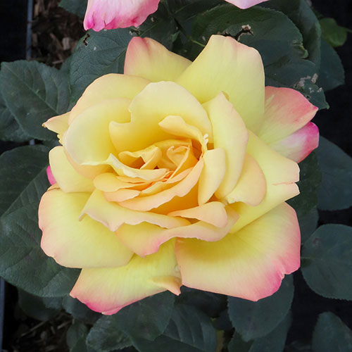 Gift Wrapped Rose Peace Gift Wrapped Rose Peace