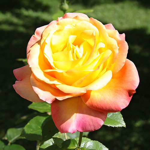 Gift Wrapped Rose Peace Gift Wrapped Rose Peace