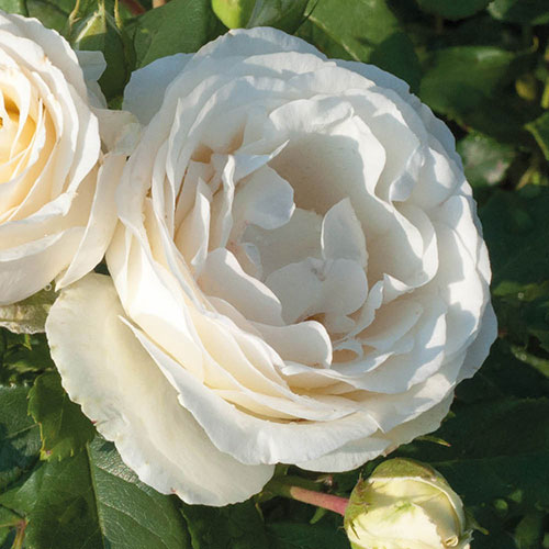 Gift Wrapped Harkness Rose Diamond Wedding 60th Anniversary �