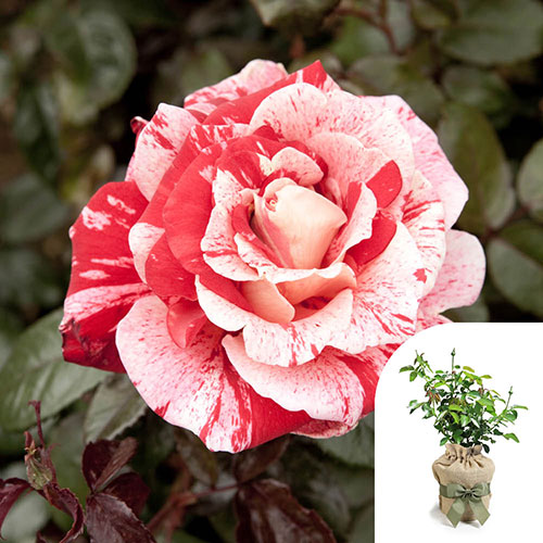 Gift Wrapped Rose Raspberry Ripple (Papageno) Gift Wrapped Rose Raspberry Ripple (Papageno)