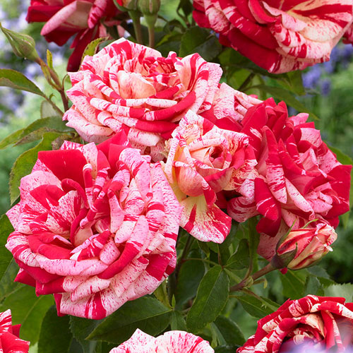 Gift Wrapped Rose Raspberry Ripple (Papageno) Gift Wrapped Rose Raspberry Ripple (Papageno)