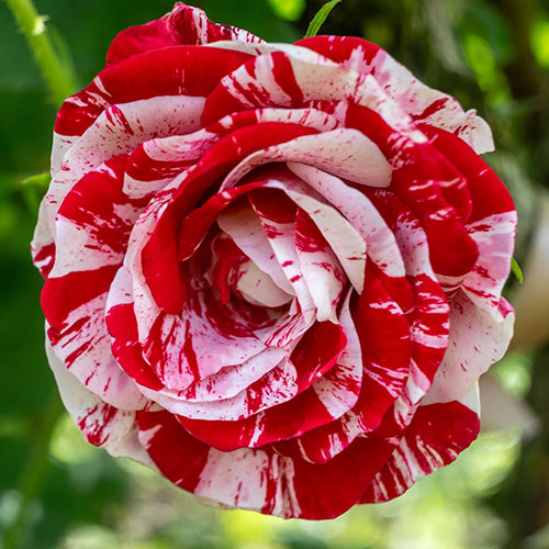 Gift Wrapped Rose Raspberry Ripple (Papageno) Gift Wrapped Rose Raspberry Ripple (Papageno)