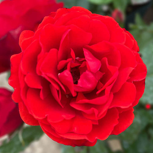 Gift Wrapped Harkness Rose Remembrance ™ Gift Wrapped Harkness Rose Remembrance ™