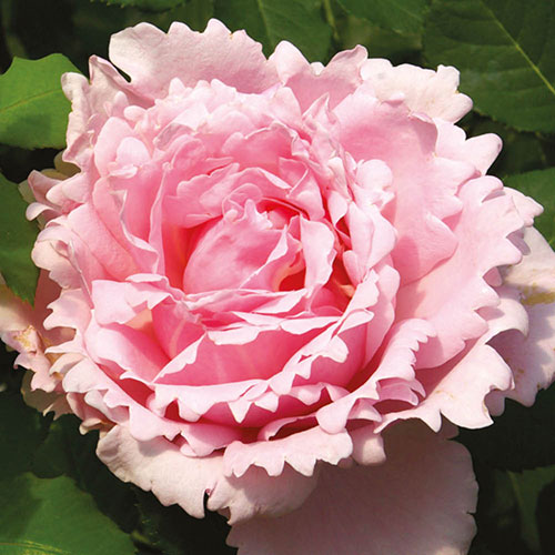 Gift Wrapped Rose Sophie Rochas Gift Wrapped Rose Sophie Rochas