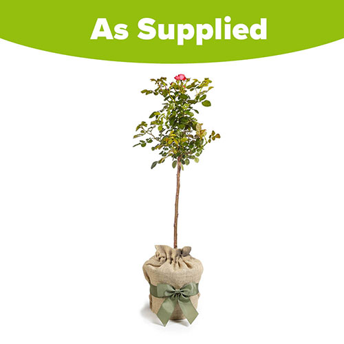 Gift Wrapped Patio Standard Pink Rose Gift Wrapped Patio Standard Pink Rose