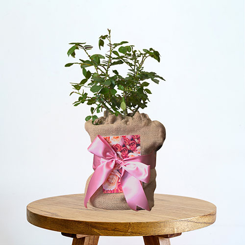 Mothers Day Gift Wrapped Rose - Best Mum Ever Mothers Day Gift Wrapped Rose - Best Mum Ever