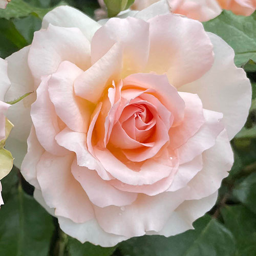 Mothers Day Gift Wrapped Rose - Best Mum Ever Mothers Day Gift Wrapped Rose - Best Mum Ever