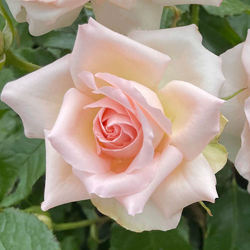 Mothers Day Gift Wrapped Rose - Best Mum Ever Mothers Day Gift Wrapped Rose - Best Mum Ever