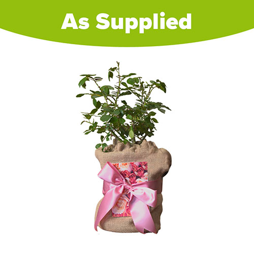 Mothers Day Gift Wrapped Rose - Best Mum Ever Mothers Day Gift Wrapped Rose - Best Mum Ever