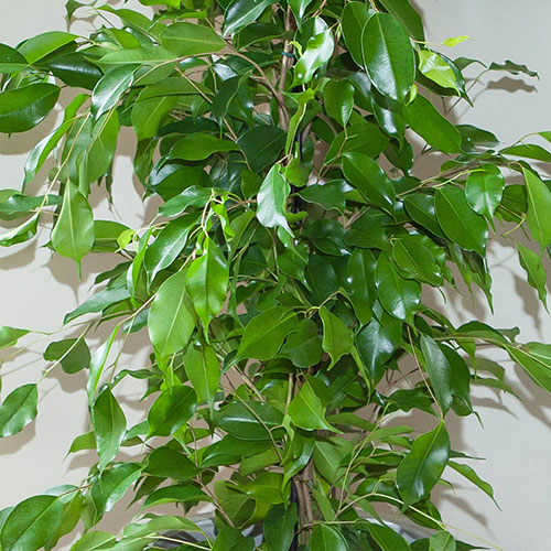 Ficus benjamina Exotica Weeping Fig Ficus benjamina Exotica Weeping Fig