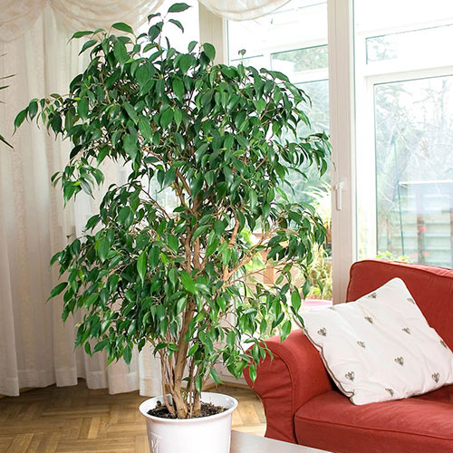 Ficus benjamina Exotica Weeping Fig Ficus benjamina Exotica Weeping Fig