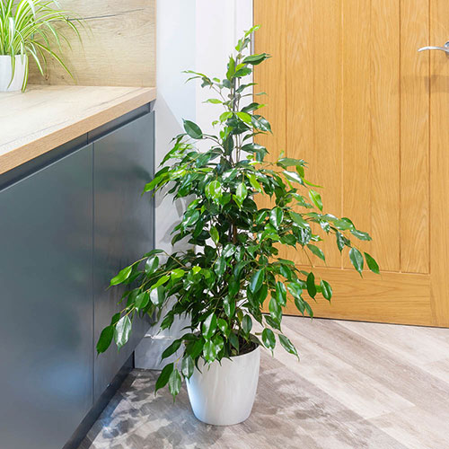 Ficus benjamina Exotica Weeping Fig Ficus benjamina Exotica Weeping Fig