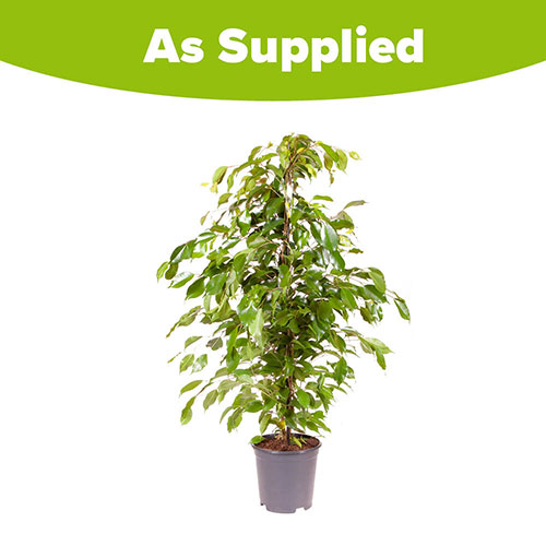 Ficus benjamina Exotica Weeping Fig Ficus benjamina Exotica Weeping Fig