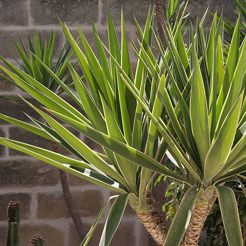 Yucca 2 Stem Yucca 2 Stem
