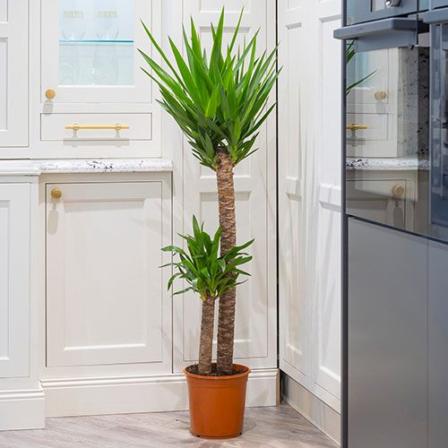 Yucca 2 Stem Yucca 2 Stem