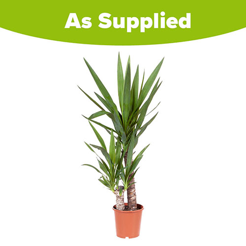 Yucca 2 Stem Yucca 2 Stem