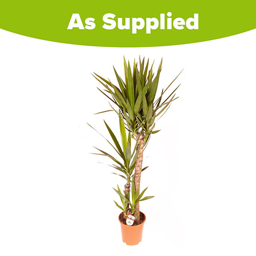 Yucca elephantipes Yucca elephantipes