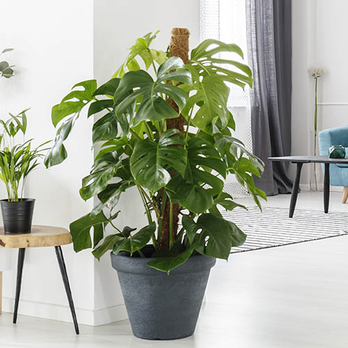 Swiss Cheese Plant Monstera Swiss Cheese Plant Monstera