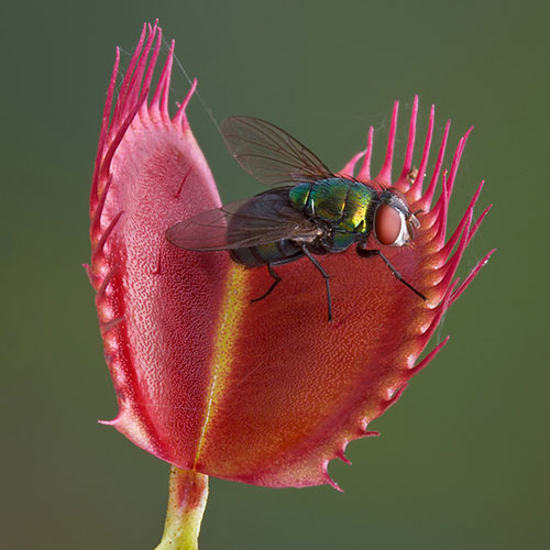 Venus Fly Trap Venus Fly Trap