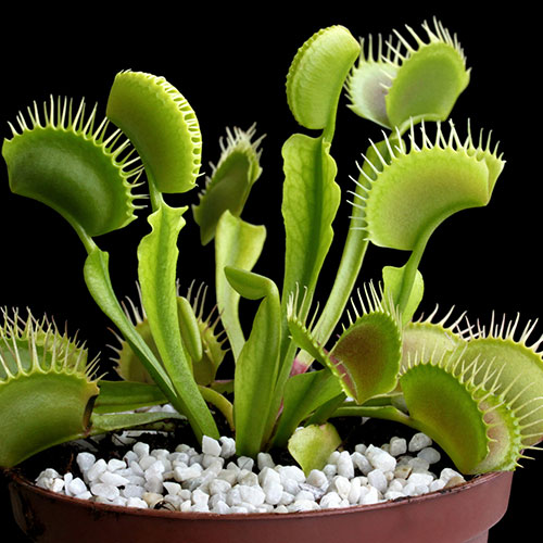 Venus Fly Trap Venus Fly Trap