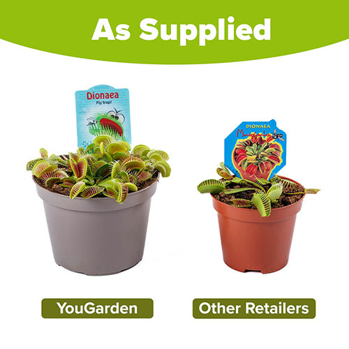 Venus Fly Trap Venus Fly Trap